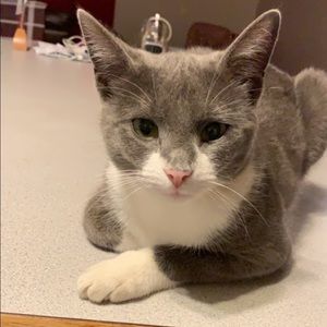 Meet your Posher, Nikita